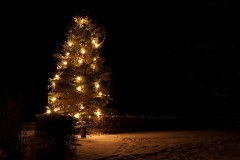 Tannenbaum 2010