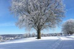 IMG-20210214-WA0007